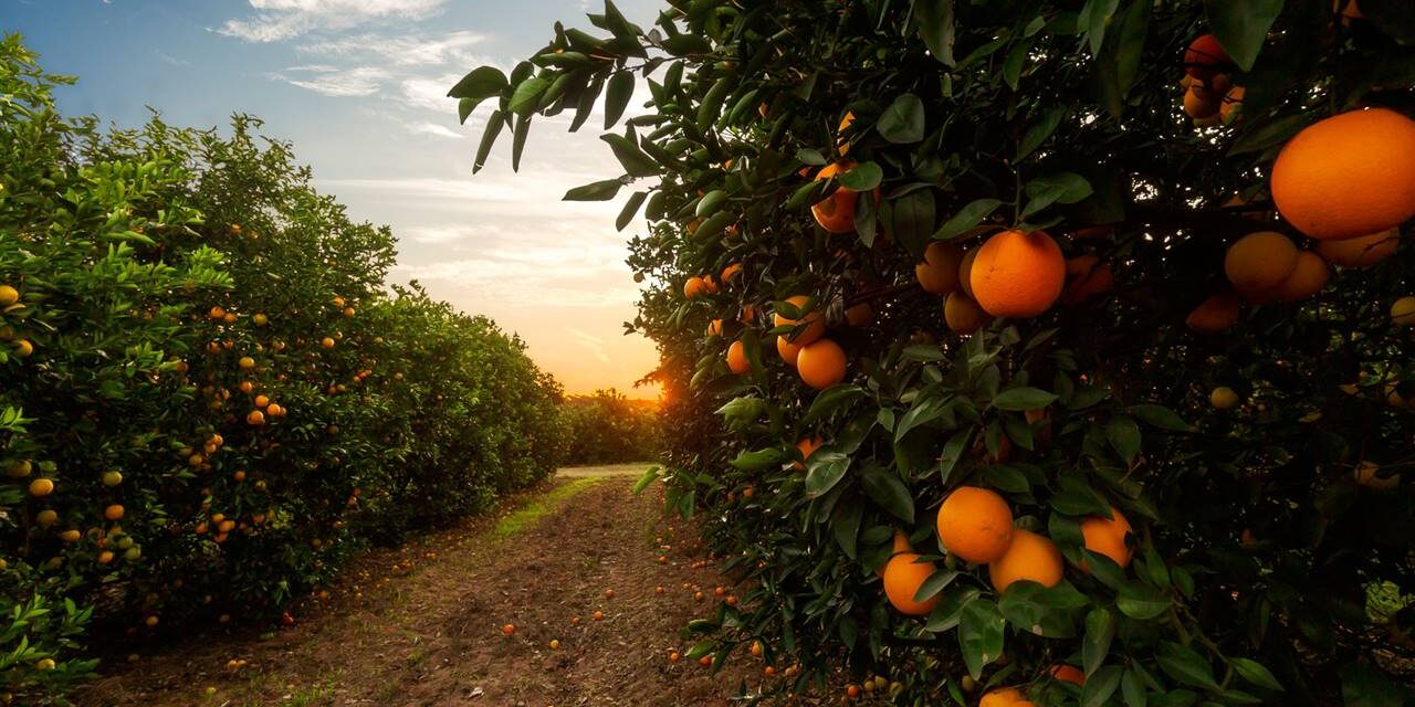 naranjas jugos frescor entre rios argentina