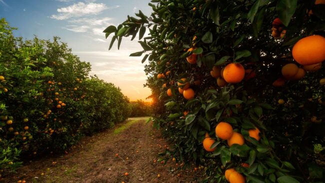 naranjas jugos frescor entre rios argentina
