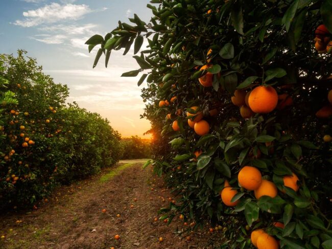 naranjas jugos frescor entre rios argentina